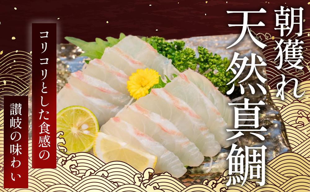 天然真鯛 刺身用（4人～5人前）