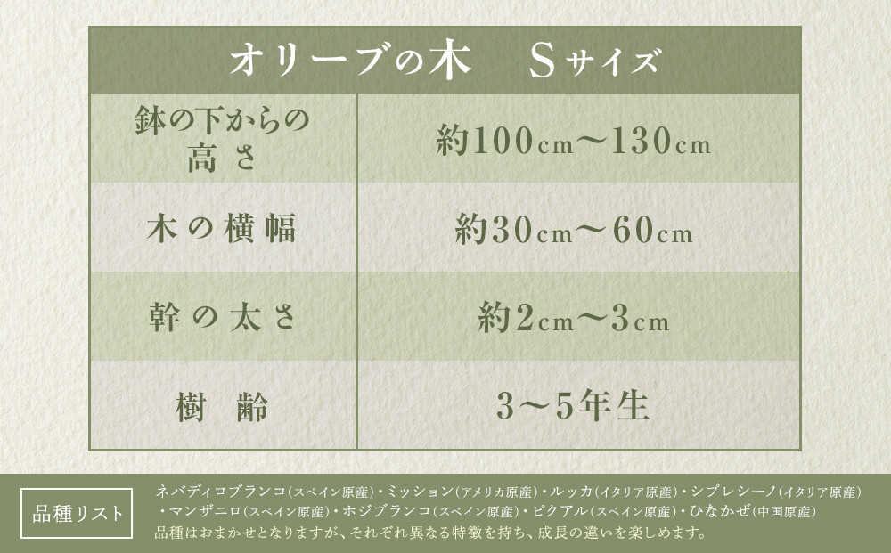 オリーブの木　Sサイズ　高さ約100～130cm