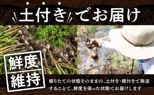 訳あり ご家庭用 土付き 乾燥にんにく 約4kg【2025-6月下旬～2025-7月下旬配送】