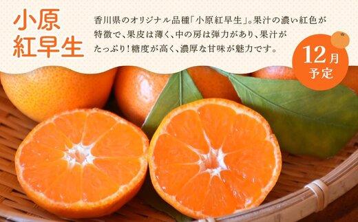 【定期便全3回】冬のいいとこどり定期便（12・1・2月）