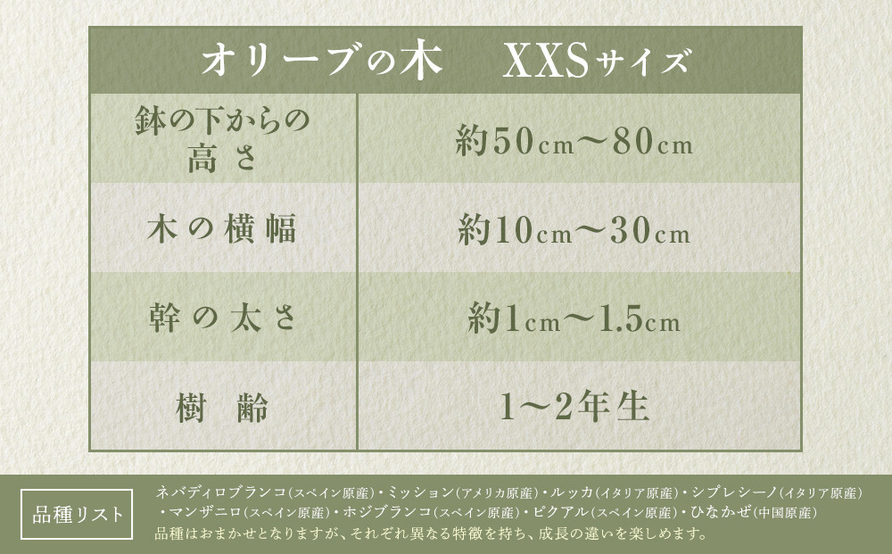 オリーブの木　XXSサイズ　高さ約50～80cm