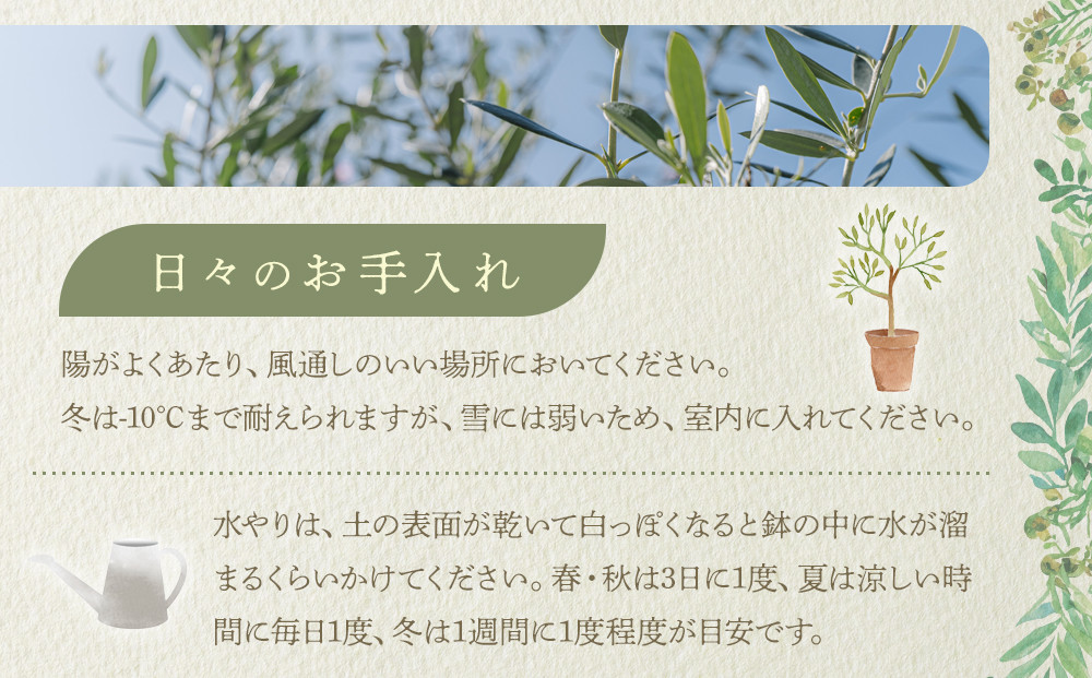 オリーブの木　Sサイズ　高さ約100～130cm