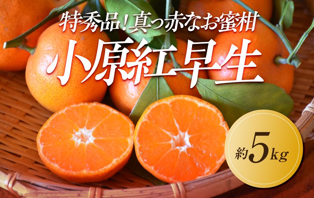 【2025年11月中旬より順次発送】特秀品！真っ赤なお蜜柑「小原紅早生」約5kg｜果物 くだもの フルーツ 柑橘 みかん 小原紅早生  濃厚 甘い ミカン 人気 おすすめ 先行予約 香川 高松