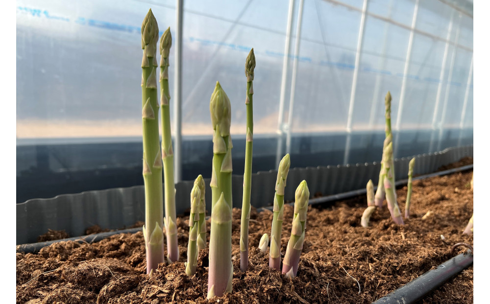 JA鬥吝キ晉恁縲蜀キ蜃阪い繧ケ繝代Λ(縺輔〓縺阪ョ繧√*繧)8陲