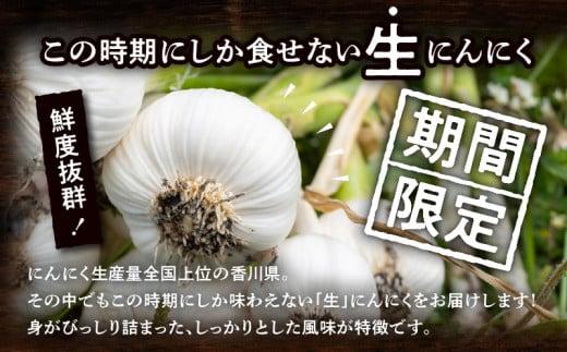 加工用 訳あり 生にんにく 約4kg【2025-5月上旬～2025-6月上旬配送】