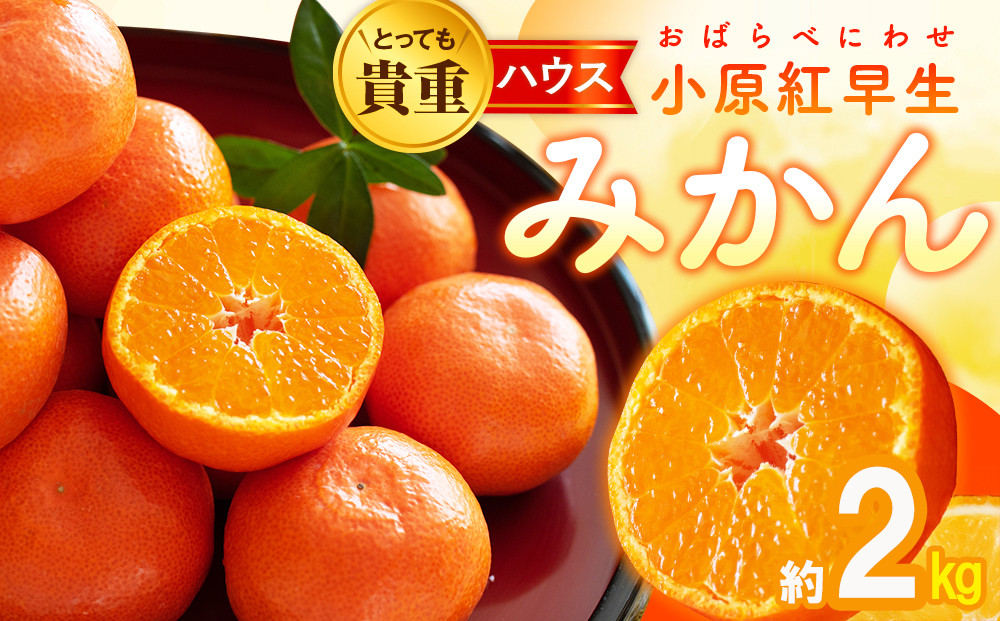 とっても貴重　ハウス小原紅早生みかん　約2kg【2025-6月中旬～2025-8月上旬配送】