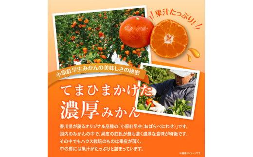 【訳あり】ご家庭用小原紅早生みかん(大玉)　約2.5kg【10月下旬～1月下旬配送予定】