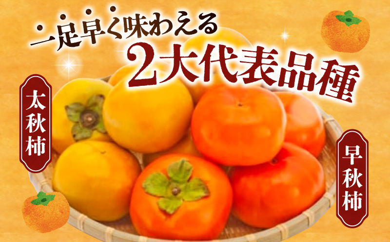 太秋柿・早秋柿　食べ比べ　約6kg【2024年9月中旬〜2024年10月中旬配送】