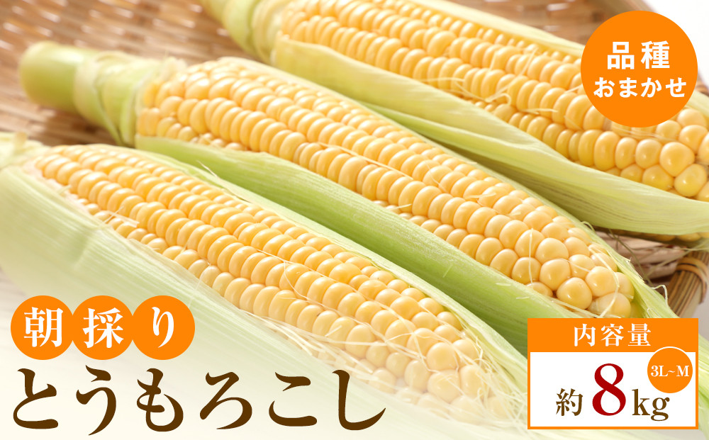 【5月31日までの期間限定価格】朝採り とうもろこし(品種おまかせ)約8kg