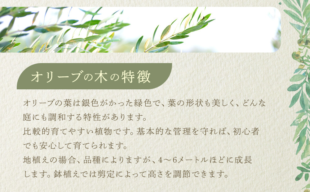 オリーブの木　XXSサイズ　高さ約50～80cm