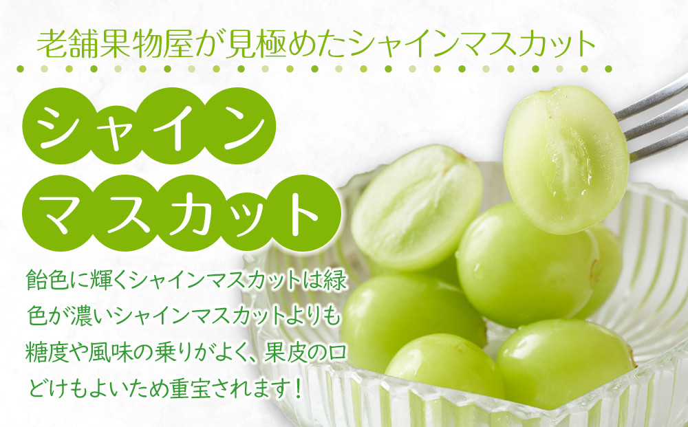 【2026年8月中旬より順次発送】極撰！大房シャインマスカット1房(約750g)｜ぶどう マスカット シャインマスカット ブドウ 種なし 種無し 葡萄 果物 フルーツ くだもの 先行予約 冷蔵 香川 高松
