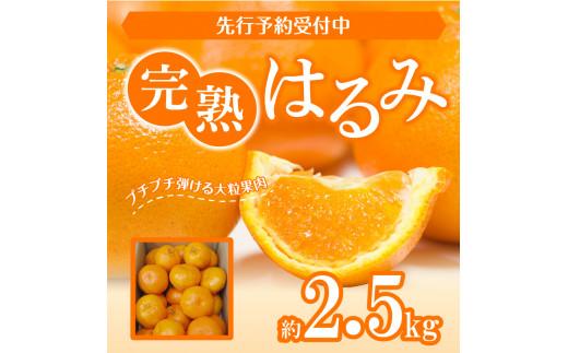 完熟 はるみ 約2.5kg【2025-3月上旬～2025-3月下旬配送】