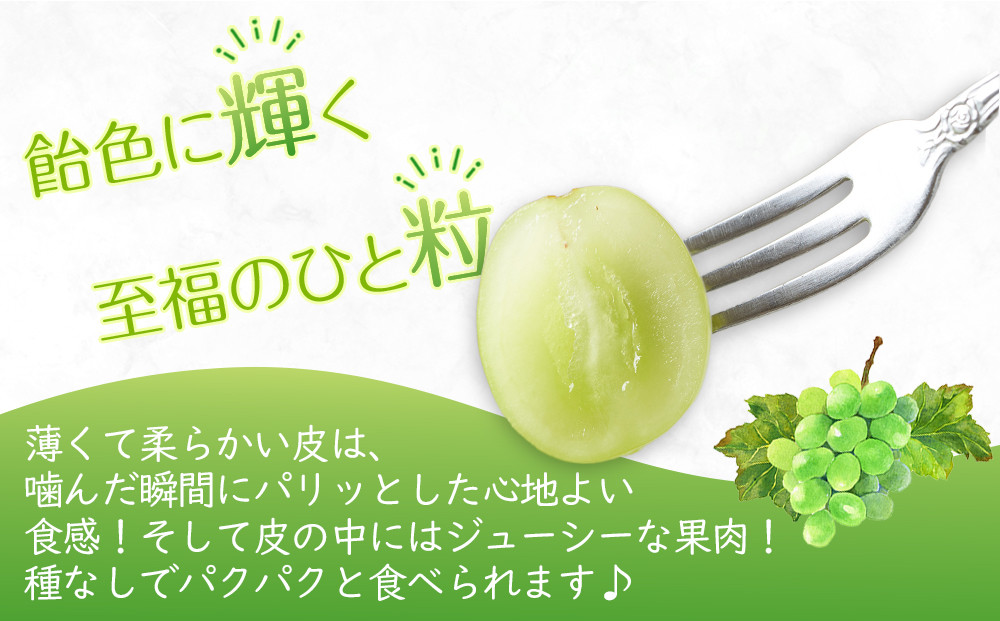 【2026年8月中旬より順次発送】極撰！大房シャインマスカット1房(約750g)｜ぶどう マスカット シャインマスカット ブドウ 種なし 種無し 葡萄 果物 フルーツ くだもの 先行予約 冷蔵 香川 高松