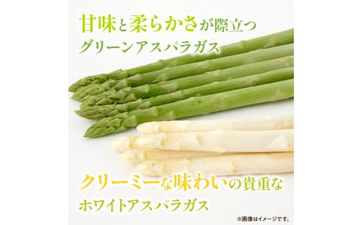 グリーン (約500g)・ ホワイト (約300g) アスパラガス 食べ比べ セット 【2025-3月上旬～2025-9月下旬配送】