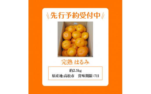 完熟 はるみ 約2.5kg【2025-3月上旬～2025-3月下旬配送】