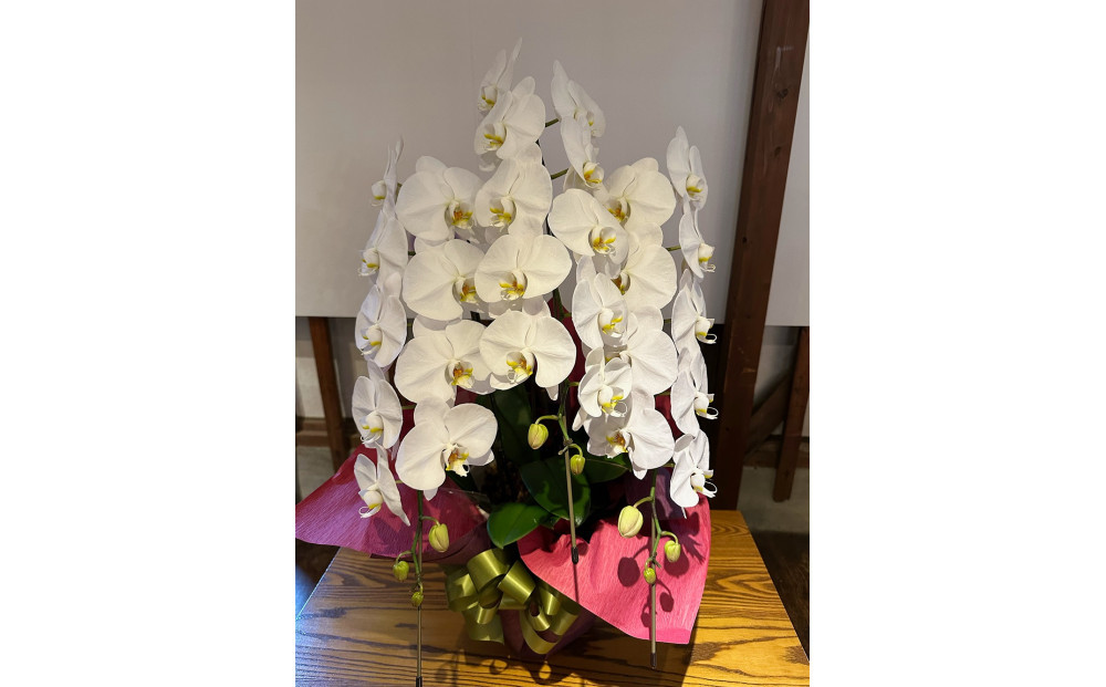 品質抜群　胡蝶蘭3本立て