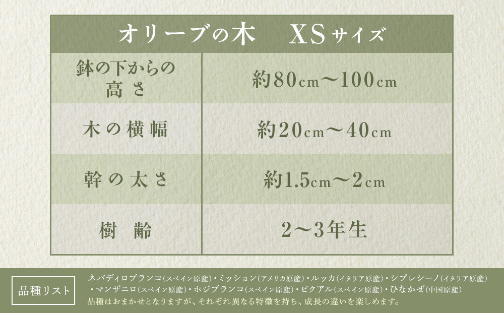 オリーブの木　XSサイズ　高さ80～100cm