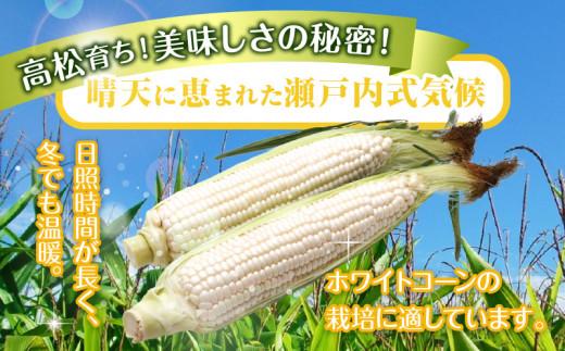 ＼寄附額改定／太物2Lサイズ以上!瀬戸内ホワイトコーン 約3.5kg【2025-6月中旬～2025-7月中旬配送】