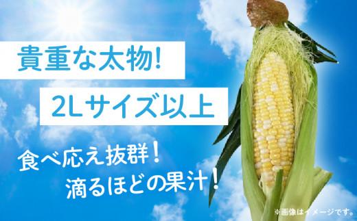 ＼寄附額改定／食べ応え抜群 太物2Lサイズ以上!ドルチェドリーム 約3.5kg【2025-6月上旬～2025-7月上旬配送】