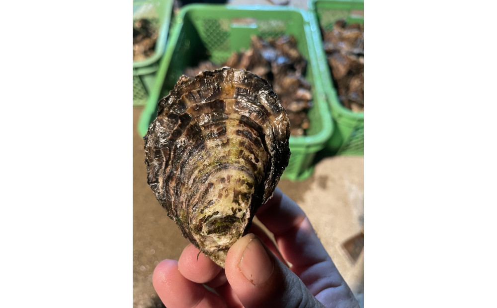 蜉辭ア逕ィ 谿サ莉倥″迚。陋1kg