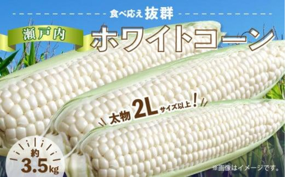 太物2Lサイズ以上!瀬戸内ホワイトコーン 約3.5kg【2027-6月中旬～2027-7月中旬配送】