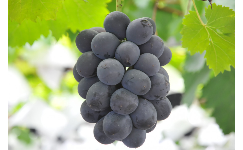 SANUKIFROZEN ピオーネ 60g×8袋