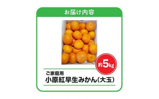 ＼寄附額改定／【訳あり】ご家庭用小原紅早生みかん(大玉)　約5kg【2024-11月中旬～2025-1月中旬配送】