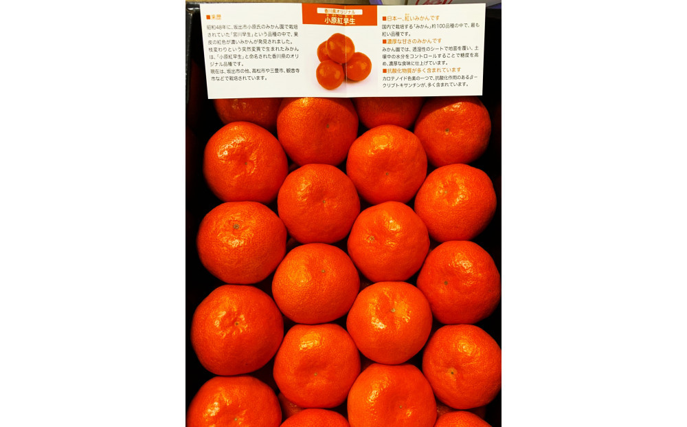 ≪ご褒美ふるーつ≫「小原紅早生みかん」約3kg【2026年12月以降お届け】