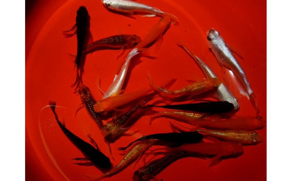 讃岐のめだかの特選めだか ミックスヒレ長めだか5ペア