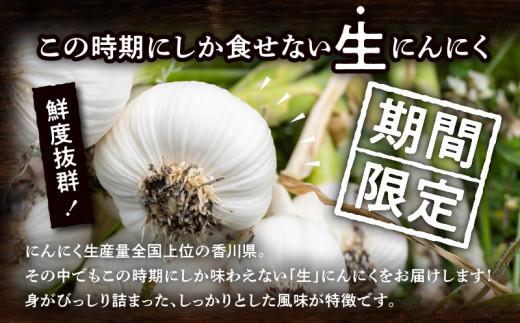 加工用 訳あり 生にんにく 約2kg【2025-5月上旬～2025-6月上旬配送】