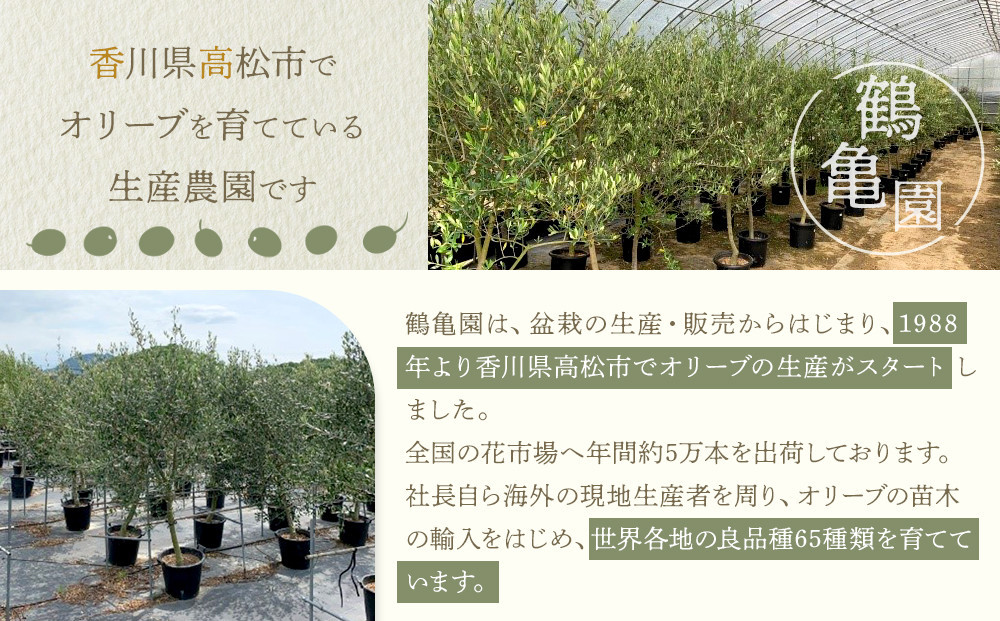 オリーブの木　XXSサイズ　高さ約50～80cm