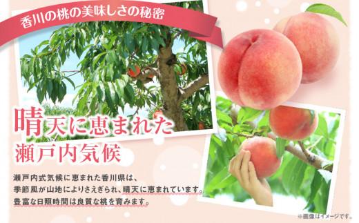 éŠå·ã®æ¡ çŽ3.6kgã2026幎6æäžæ¬ïœ2026幎8æäžæ¬é
éã