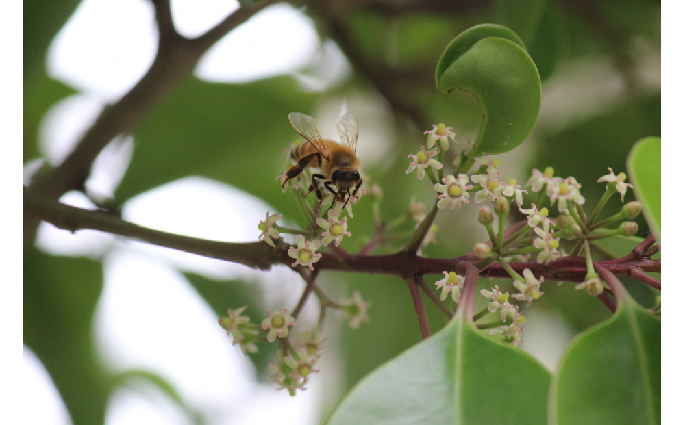 蟄」遽驕輔>縺ョ蟲ー螻ア繝上メ繝溘ヤ荳ュ逑カ3譛ャ繧サ繝繝