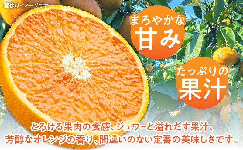 訳あり ご家庭用 清見オレンジ 約7kg【2025年3月中旬〜2025年4月上旬配送】