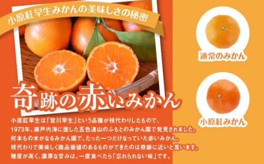 【訳あり】ご家庭用　小原紅早生みかん(サイズおまかせ)約5kg【2026年11月中旬～2027年1月中旬配送】