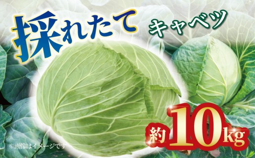 【予約】 キャベツ 約10kg 4玉 ～ 8玉 野菜 新鮮 サラダ 千切り 旬 お好み焼き ロールキャベツ スープ 野菜炒め 浅漬け 味噌汁 回鍋肉 常備菜 春キャベツ 冬キャベツ グリーンキャベツ 香川県 丸亀市