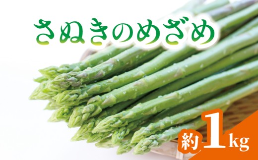 予約 アスパラガス さぬきのめざめ 約1kg アスパラ グリーンアスパラ 野菜 やさい 旬 旬の野菜 季節の野菜 産地直送 冷蔵 冷蔵配送 食物繊維 ビタミンC 柔らかい 甘い 料理 おかず アスパラベーコン巻き 炒め フライ ポタージュ 香川県 丸亀市 配送：3月上旬～