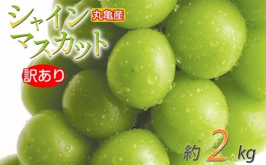 訳あり シャインマスカット 約2kg 2-6房 種なし 皮ごと 冷蔵 配送 マスカット ぶどう 葡萄 ブドウ フルーツ 果物 くだもの 瀬戸内 果汁 フルーツ 高級 デザート 果実 青果 甘い ビタミンC 食物繊維 ブドウ糖 美肌 季節 国産 ふるさと納税マスカット ふるさと納税ぶどう 香川県 丸亀市