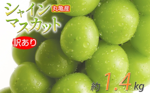 【先行予約】 訳あり シャインマスカット 約1.4kg 2-4房 種なし 皮ごと 冷蔵 配送 マスカット ぶどう 葡萄 ブドウ フルーツ 果物 くだもの 瀬戸内 果汁 フルーツ 高級 デザート 果実 青果 甘い ビタミンC 食物繊維 ブドウ糖 美肌 季節 国産 ふるさと納税マスカット ふるさと納税ぶどう 香川県 丸亀市