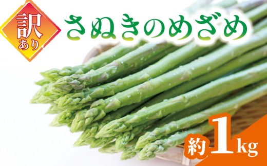 【訳あり】 予約 アスパラガス さぬきのめざめ 1kg アスパラ グリーンアスパラ 野菜 やさい 旬 旬の野菜 季節の野菜 産地直送 冷蔵 冷蔵配送 疲労回復 免疫力向上 食物繊維 ビタミンC 柔らかい 甘い 料理 おかず 香川県 丸亀市 配送：6月中旬～10月中旬