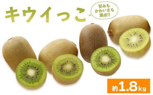 先行予約 キウイフルーツ キウイっこ 約1.8kg 果物 フルーツ キウイ グリーンキウイ デザート スイーツ ケーキ ジュース ゼリー アイス ドライフルーツ ギフト 家庭用 旬の果物 旬 ビタミンC 美容 健康 お取り寄せ グルメ 人気 おすすめ 香川県 丸亀市 出荷：2026年10月～