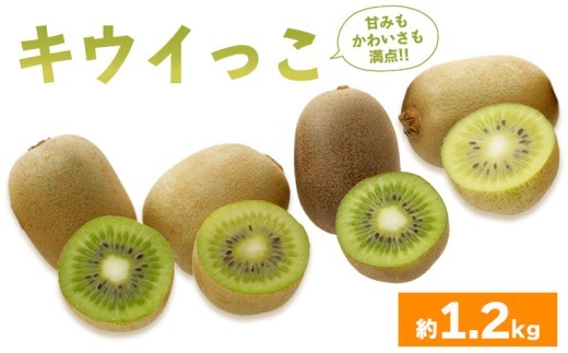 先行予約 キウイフルーツ キウイっこ 約1.2kg 果物 フルーツ キウイ グリーンキウイ デザート スイーツ ケーキ ジュース ゼリー アイス ドライフルーツ ギフト 家庭用 旬の果物 旬 ビタミンC 美容 健康 お取り寄せ グルメ 人気 おすすめ 香川県 丸亀市 出荷：2026年10月～