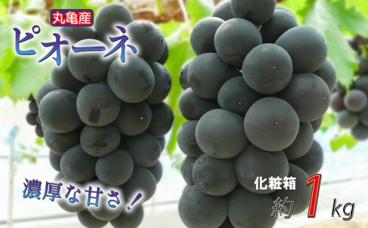 ãåç²§ç®±ãåçž®ãããæ¿åãªçã¿ïŒ ããªãŒã çŽ1kg 2-3æ¿å
¥ çš®ãªã å·èµ é
é ã¶ã©ã è¡è ãã㊠ãã«ãŒã æç© ãã ãã® ãã¶ãŒã æå® çŸå³ãã äººæ°æç© äººæ°ãã«ãŒã æ¬ã®ãã«ãŒã æ¬ã®æç© ãµãããšçŽçšã¶ã©ã ãµãããšçŽçšããªãŒã éŠå·ç äžžäºåž
