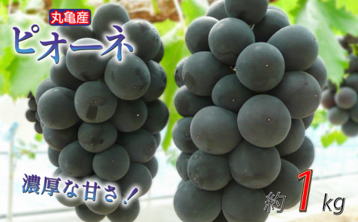 [先行予約] 凝縮された濃厚な甘み! ピオーネ 約1kg 2-3房入 種なし 冷蔵 配送 ぶどう 葡萄 ブドウ フルーツ 果物 くだもの デザート 果実 美味しい 人気果物 人気フルーツ 旬のフルーツ 旬の果物 ふるさと納税ぶどう ふるさと納税ピオーネ 香川県 丸亀市