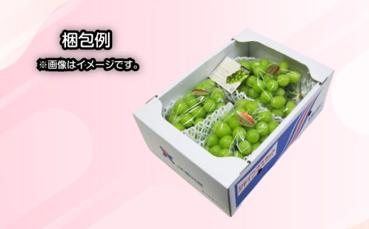 パリッと甘い！ シャインマスカット 約2kg 2-5房 冷蔵 マスカット ぶどう 葡萄 ブドウ フルーツ 果物 くだもの デザート 果実 美味しい 人気果物 人気フルーツ 旬のフルーツ 旬の果物 瀬戸内 果汁 フルーツ  デザート 果実 青果 甘い 季節 国産 ふるさと納税マスカット ふるさと納税ぶどう 香川県 丸亀市