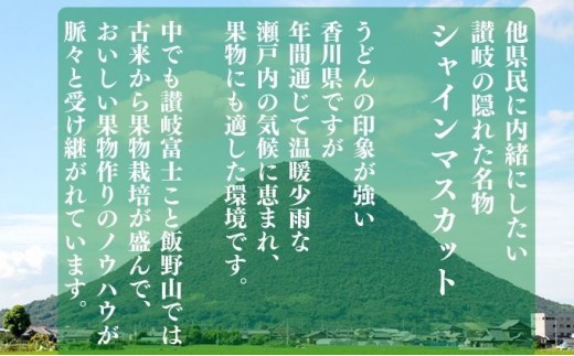 パリッと甘い！ シャインマスカット 約2kg 2-5房 冷蔵 マスカット ぶどう 葡萄 ブドウ フルーツ 果物 くだもの デザート 果実 美味しい 人気果物 人気フルーツ 旬のフルーツ 旬の果物 瀬戸内 果汁 フルーツ  デザート 果実 青果 甘い 季節 国産 ふるさと納税マスカット ふるさと納税ぶどう 香川県 丸亀市