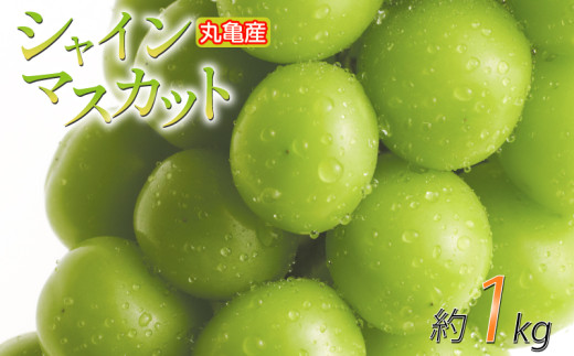 【先行予約】 パリッと甘い！ シャインマスカット 約1kg 2房 冷蔵 マスカット ぶどう 葡萄 ブドウ フルーツ 果物 くだもの デザート 果実 美味しい 人気果物 人気フルーツ 旬のフルーツ 旬の果物 瀬戸内 果汁 フルーツ  デザート 果実 青果 甘い 季節 国産 ふるさと納税マスカット ふるさと納税ぶどう 香川県 丸亀市