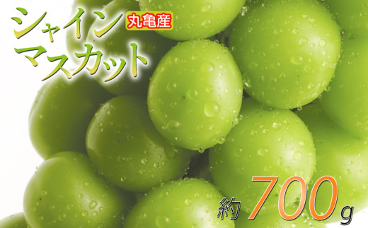 【先行予約】 パリッと甘い！ シャインマスカット 約700g 1房 冷蔵 マスカット ぶどう 葡萄 ブドウ フルーツ 果物 くだもの デザート 果実 美味しい 人気果物 人気フルーツ 旬のフルーツ 旬の果物 瀬戸内 果汁 フルーツ  デザート 果実 青果 甘い 季節 国産 ふるさと納税マスカット ふるさと納税ぶどう 香川県 丸亀市