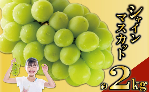 先行予約 シャインマスカット 2kg (2～5房)  ぶどう 葡萄 ブドウ フルーツ 果物 くだもの 果実 フルーツ 旬 旬の果物 デザート スイーツ おやつ ゼリー ジュース 人気果物 人気フルーツ ランキング 香川 丸亀 2025年8月末から発送