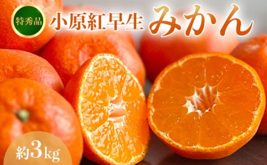 【2026年11月中旬より順次発送】【特秀品】みかん 小原紅早生 約3kg 真っ赤なみかん 小原紅早生みかん 甘い ミカン 蜜柑 フルーツ 果物 くだもの 柑橘 柑橘類 デザート 旬 産地直送 冬の味覚 旬の果物 旬のフルーツ お取り寄せ 取り寄せ